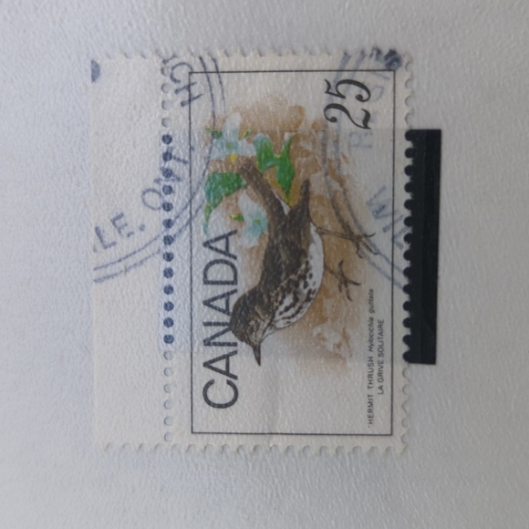 Hermit Thrush Home Design Stamp Set - Picture 4 of 4